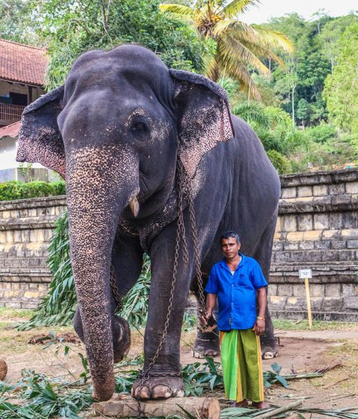 Elefánttámadásban halt meg egy magyar turista